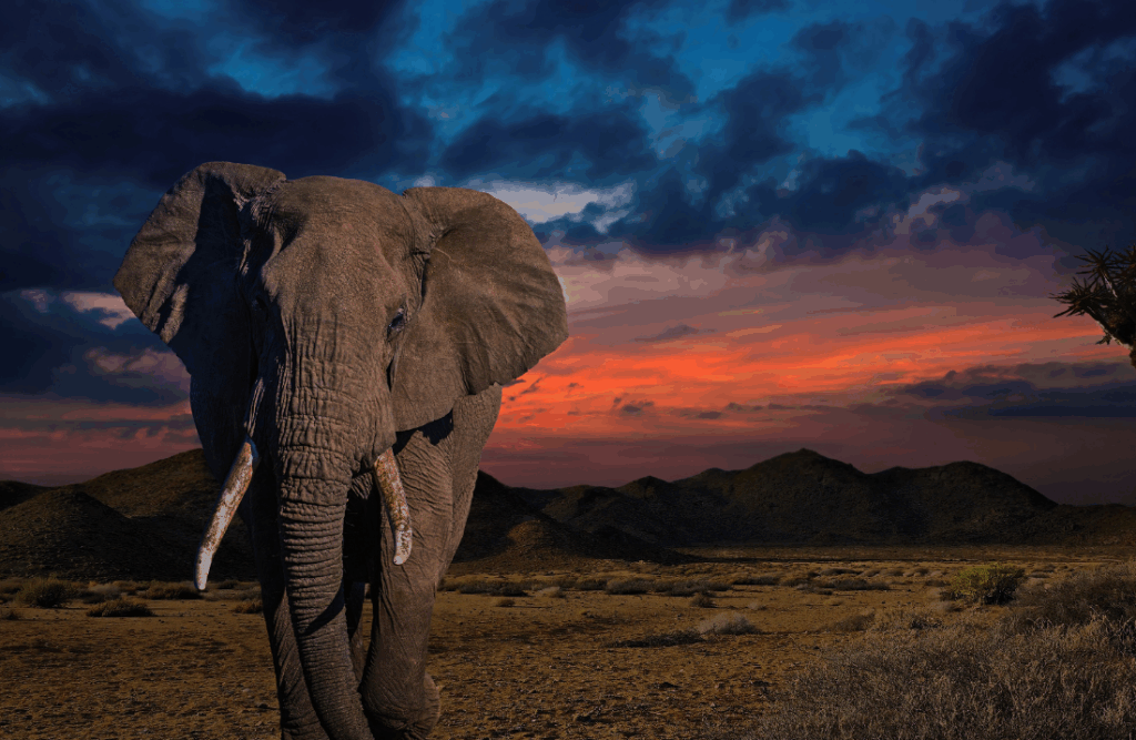 Solo female travelers to Africa enjoy a sunset