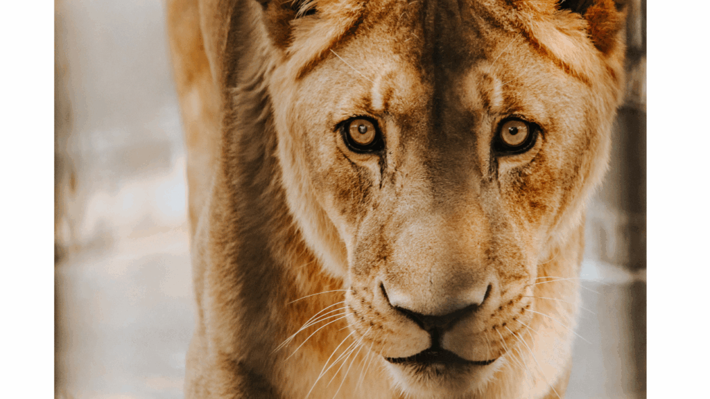 Experience the thrill of a lioness watching you as a woman alone in Africa