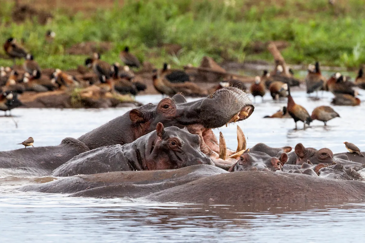 A pod of hippos in the Kruger National Park