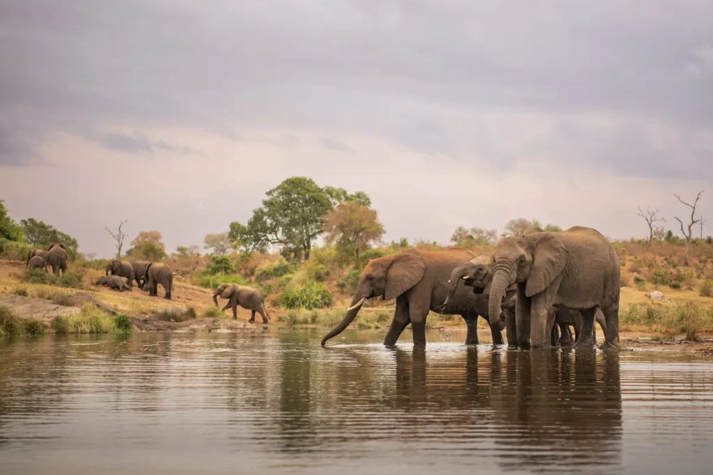Elephants at a Kruger Park water hole at sunset
