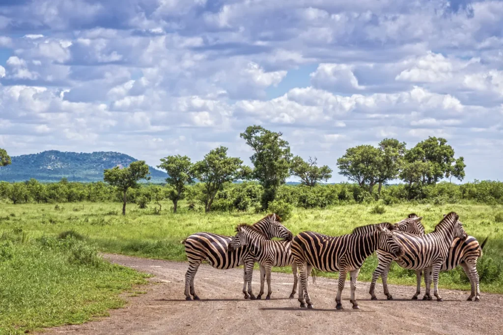 Lebombo Mountains in the background zebras in the foreground